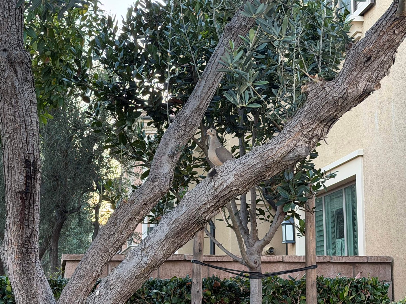Orchad Hills, Irvine