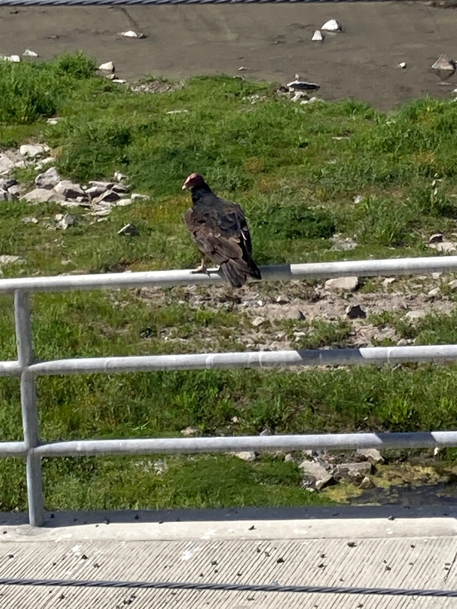 Field sighting