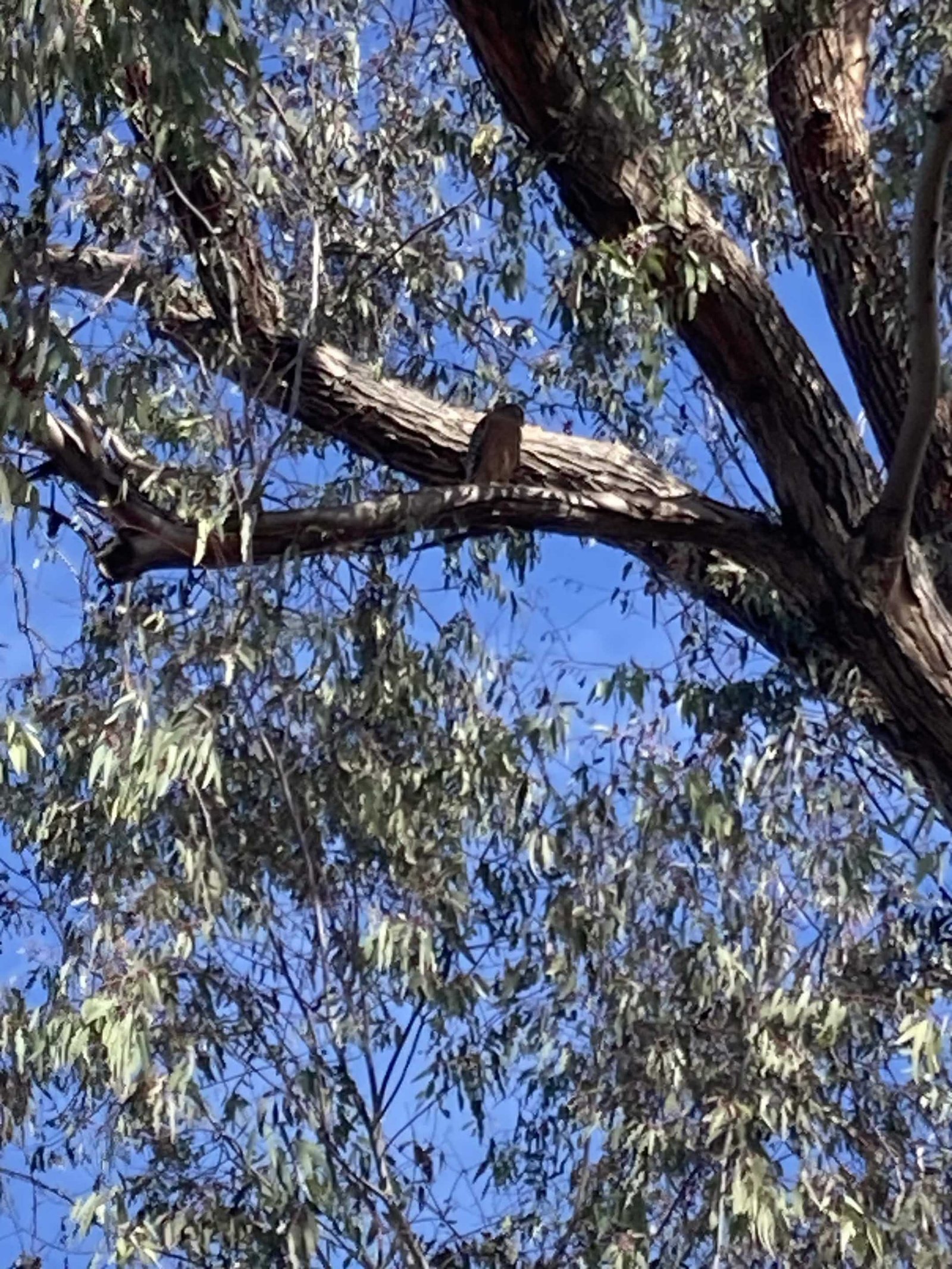hicks canyon trail