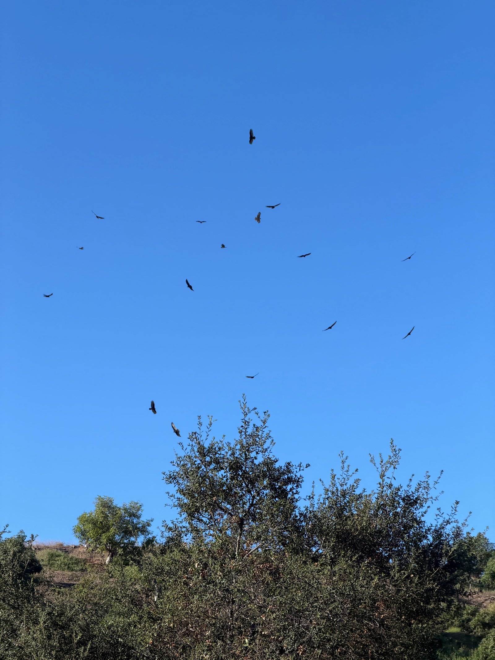 Field sighting photo